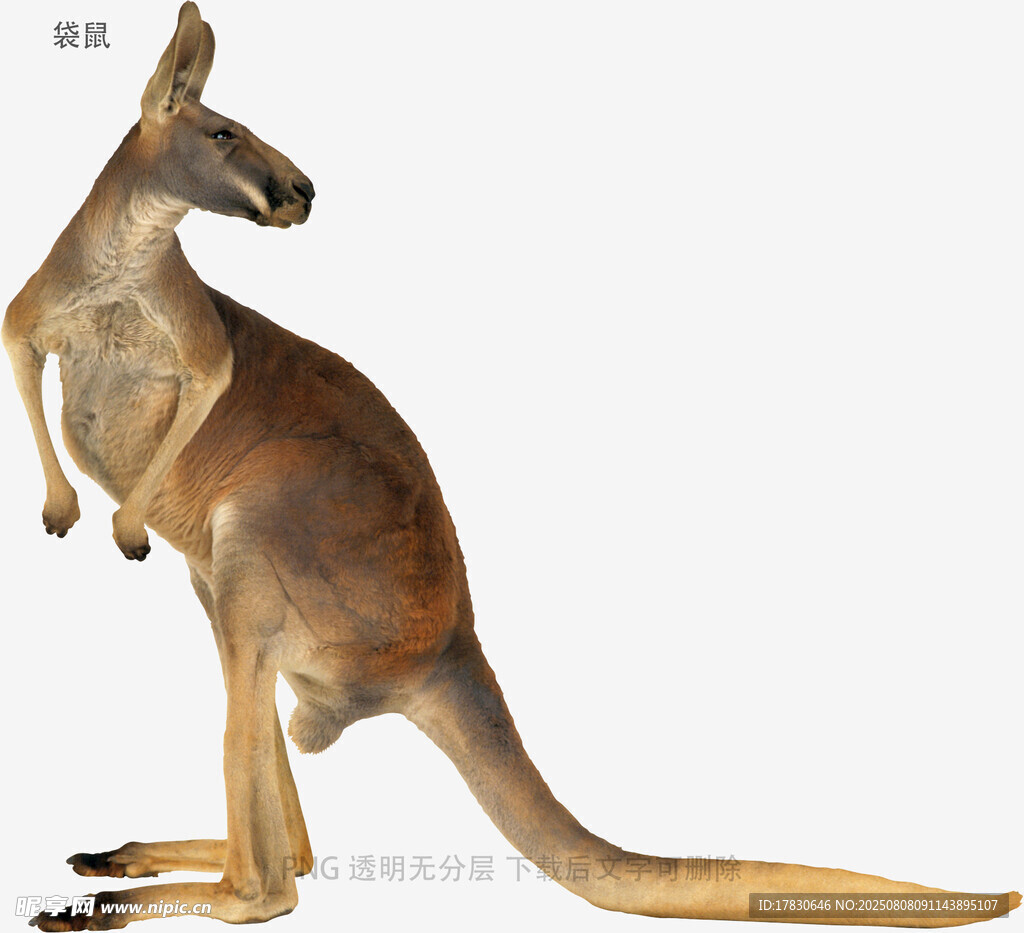 袋鼠