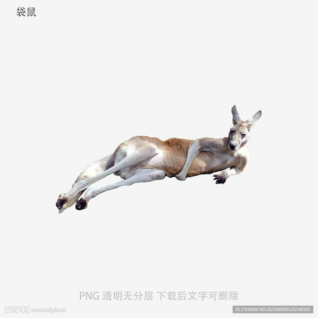 袋鼠