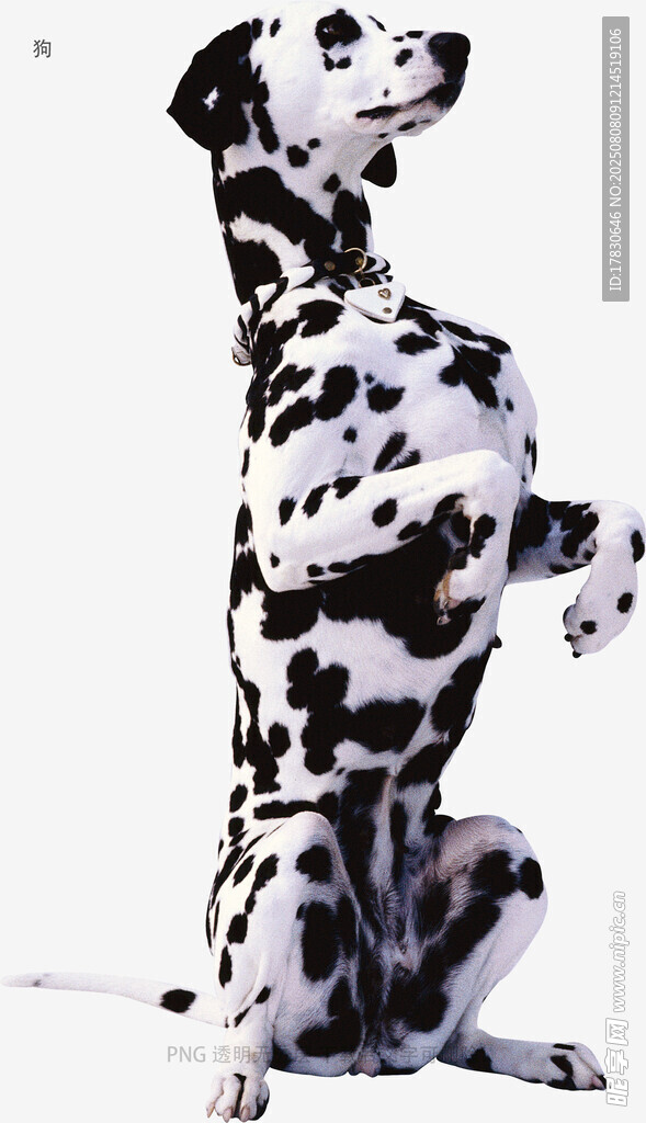 狗