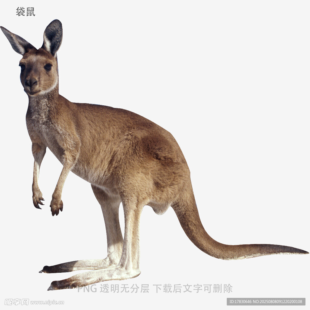 袋鼠
