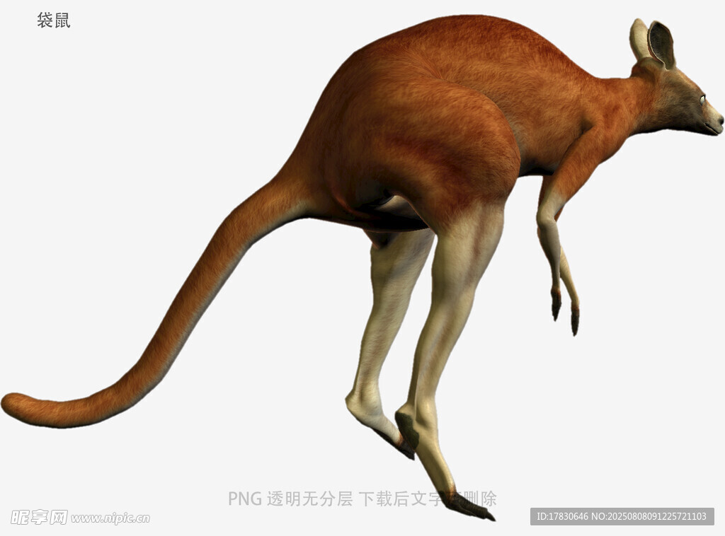 袋鼠