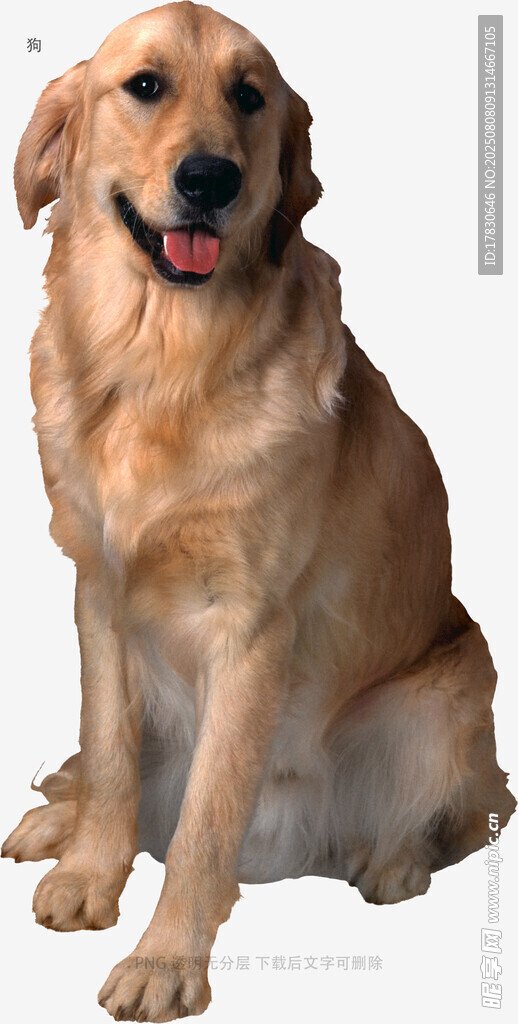 狗