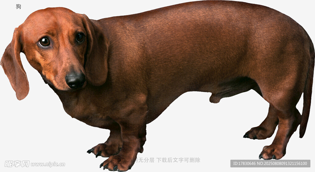 狗