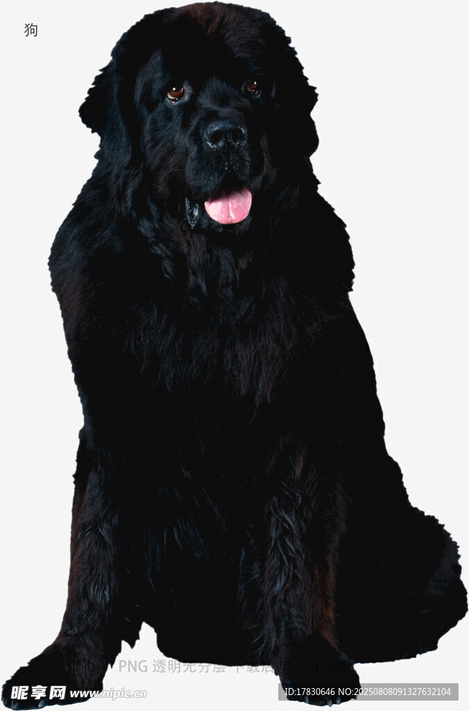 狗