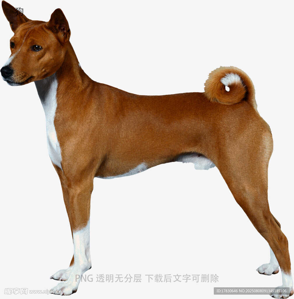 狗