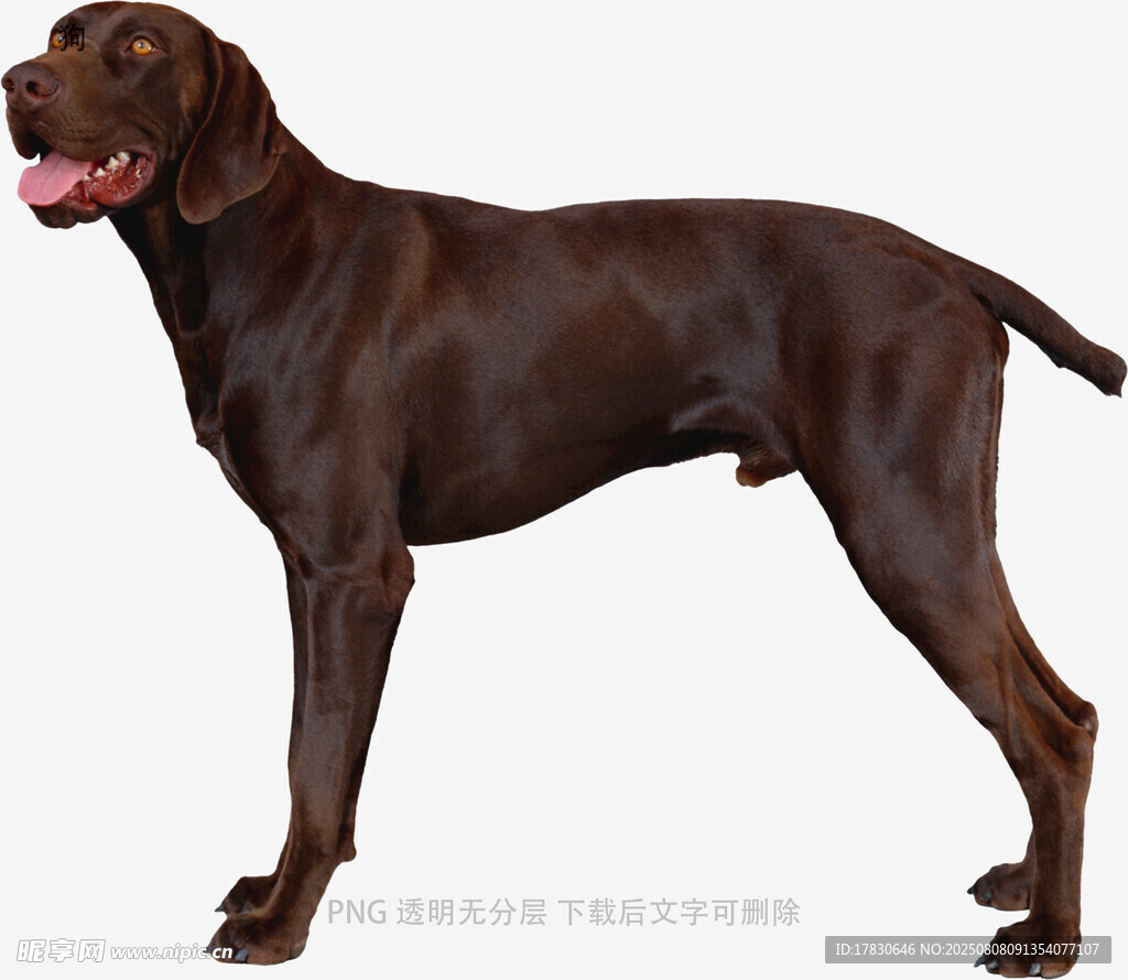 狗