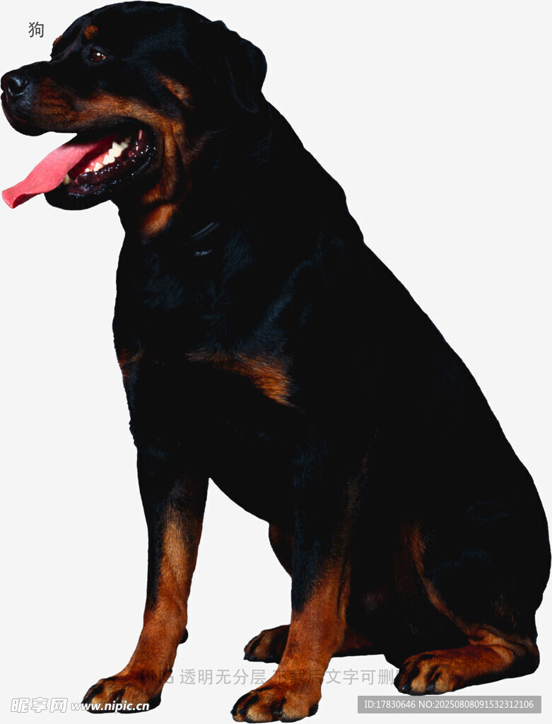 狗