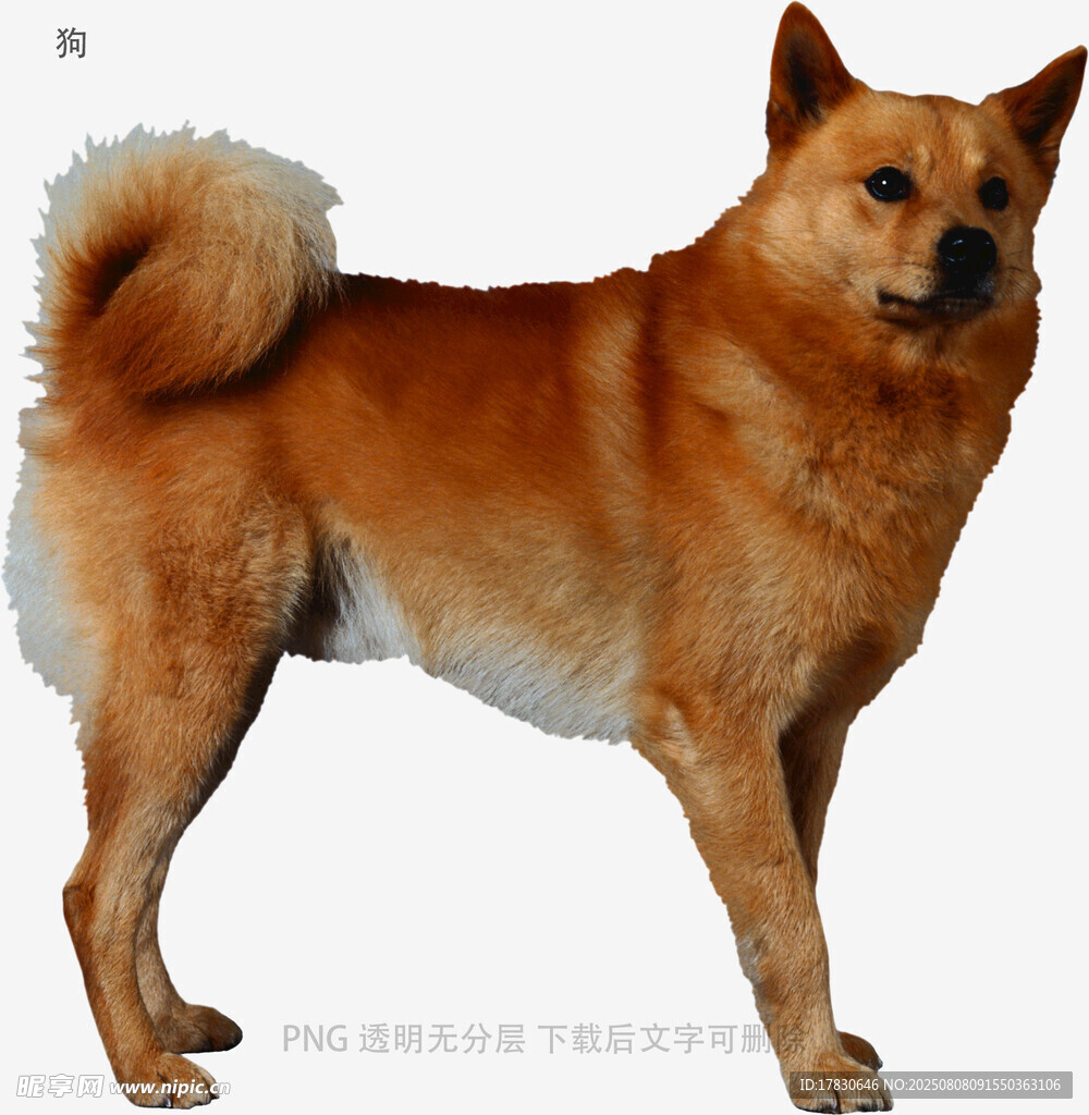 狗