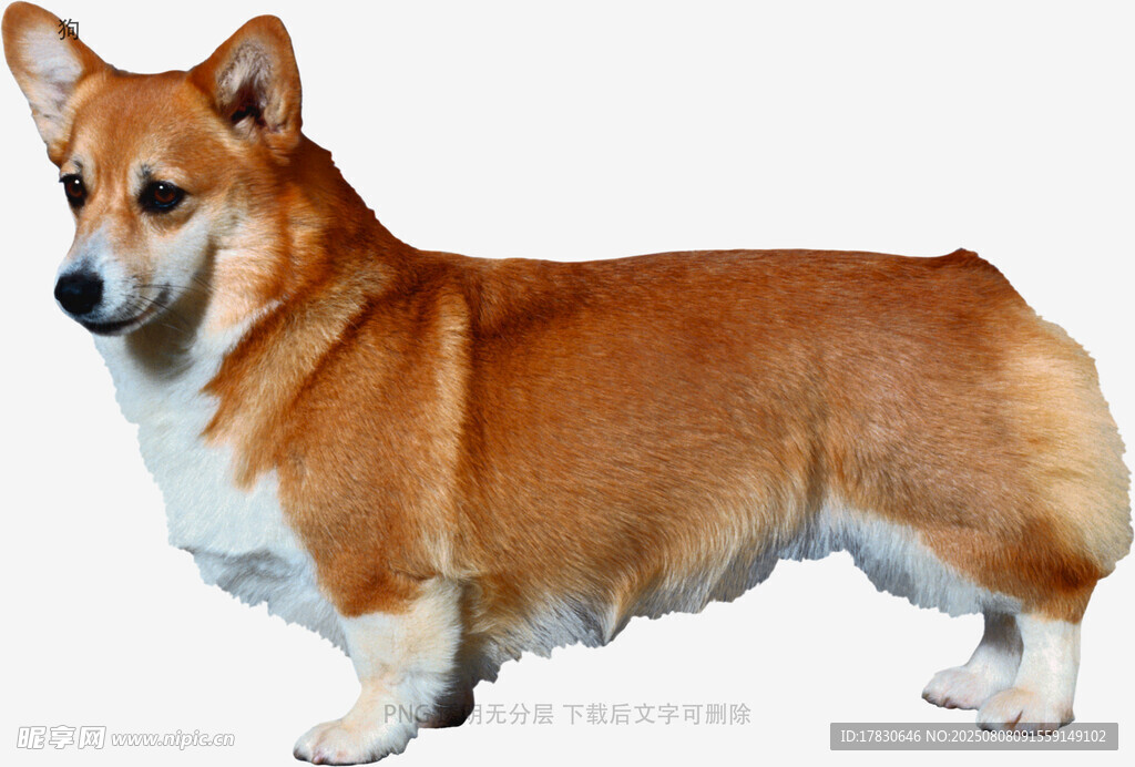 狗