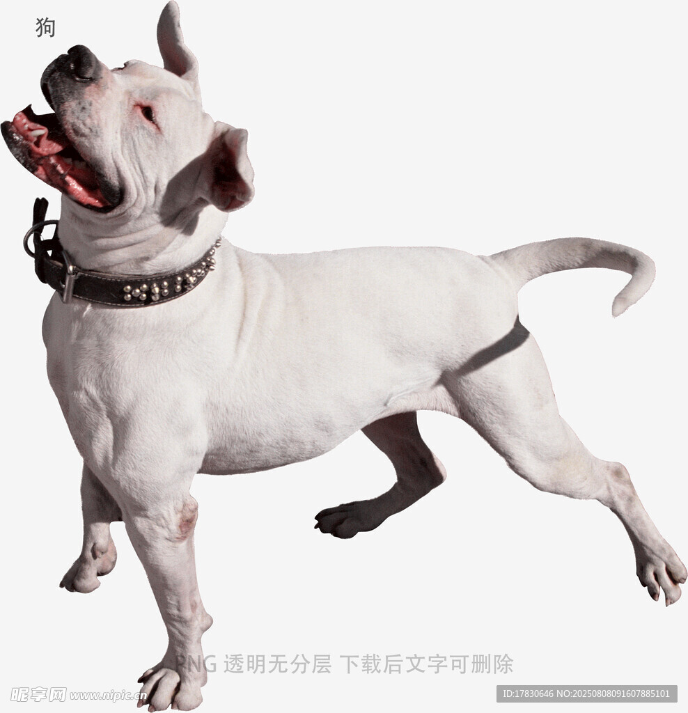 狗