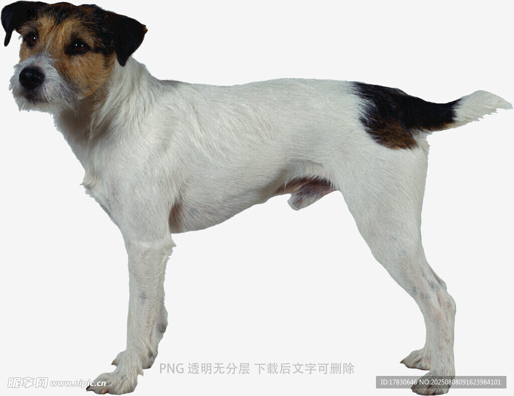 狗