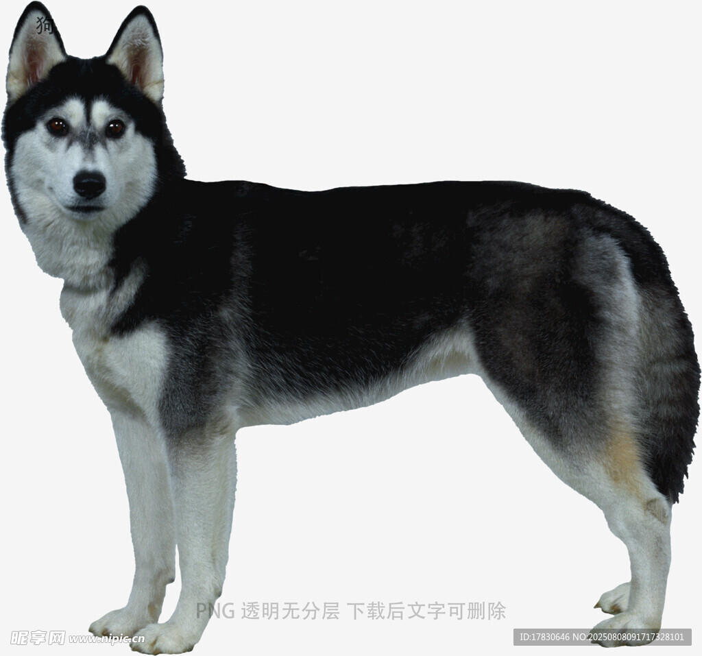 狗