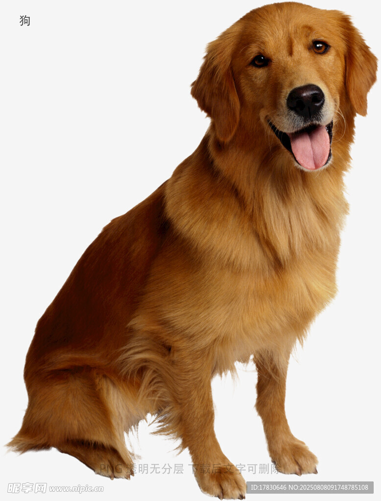 狗