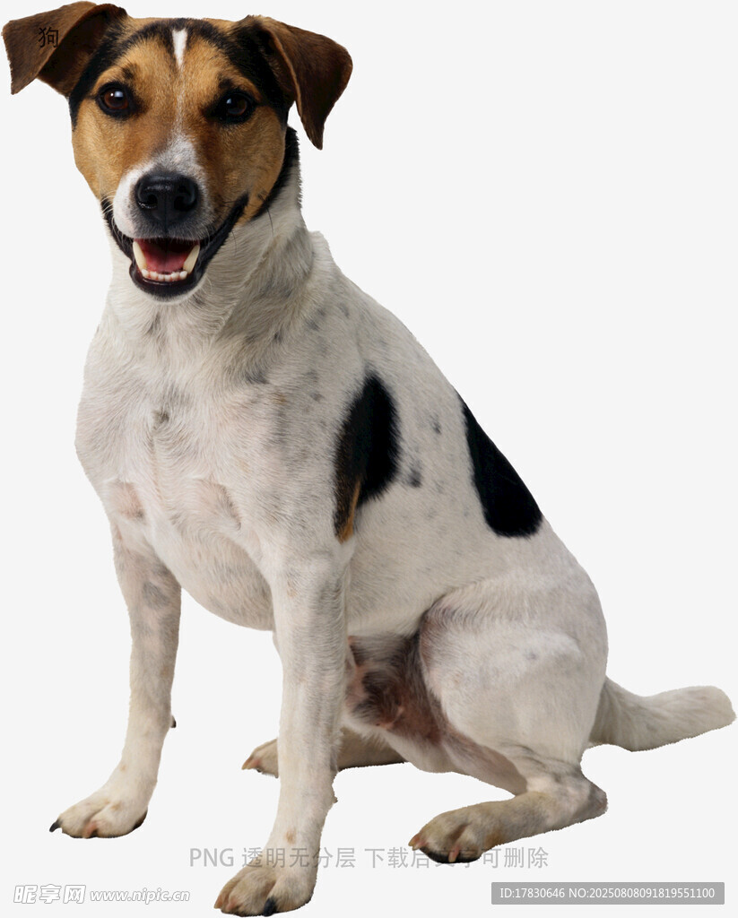 狗
