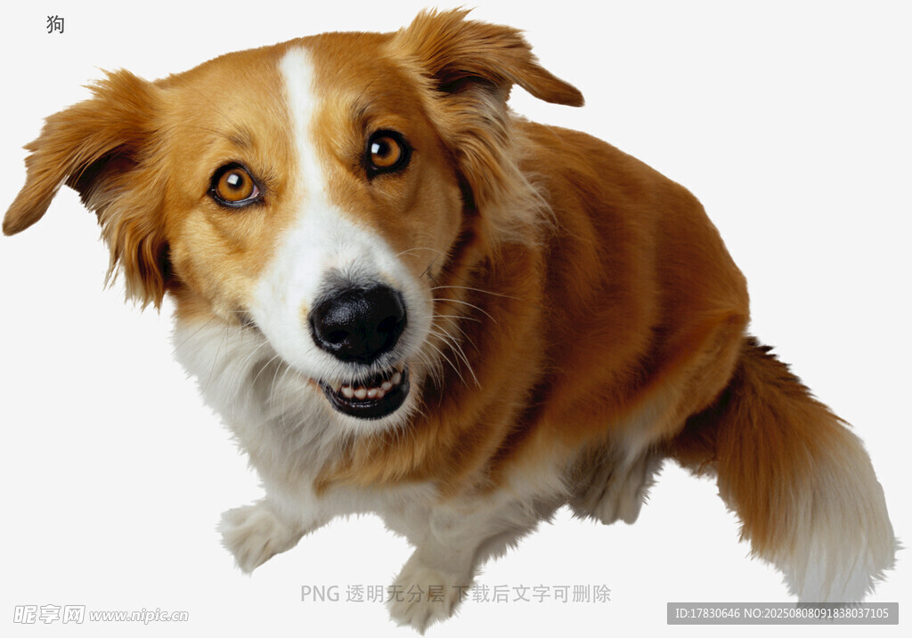 狗