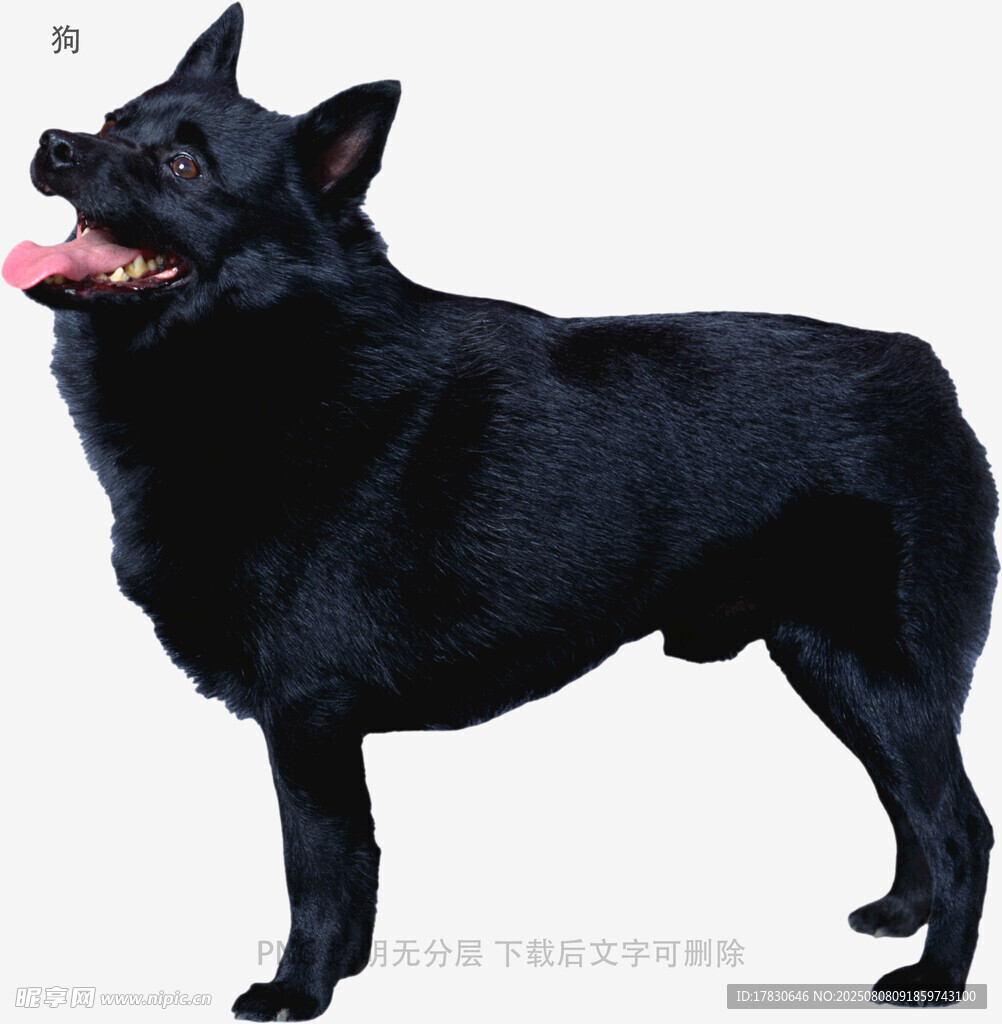 狗