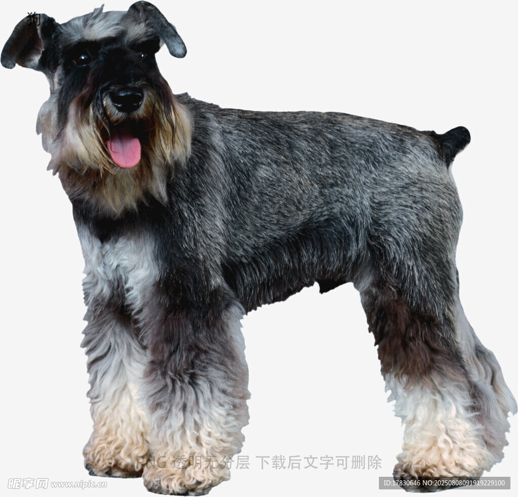 狗