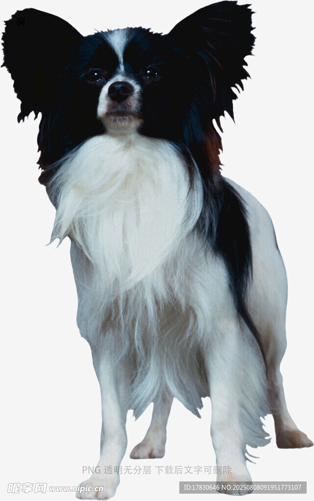 狗