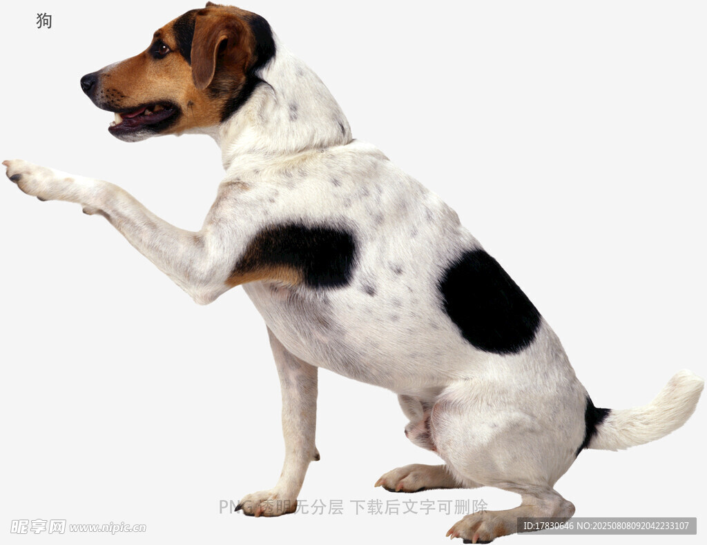 狗