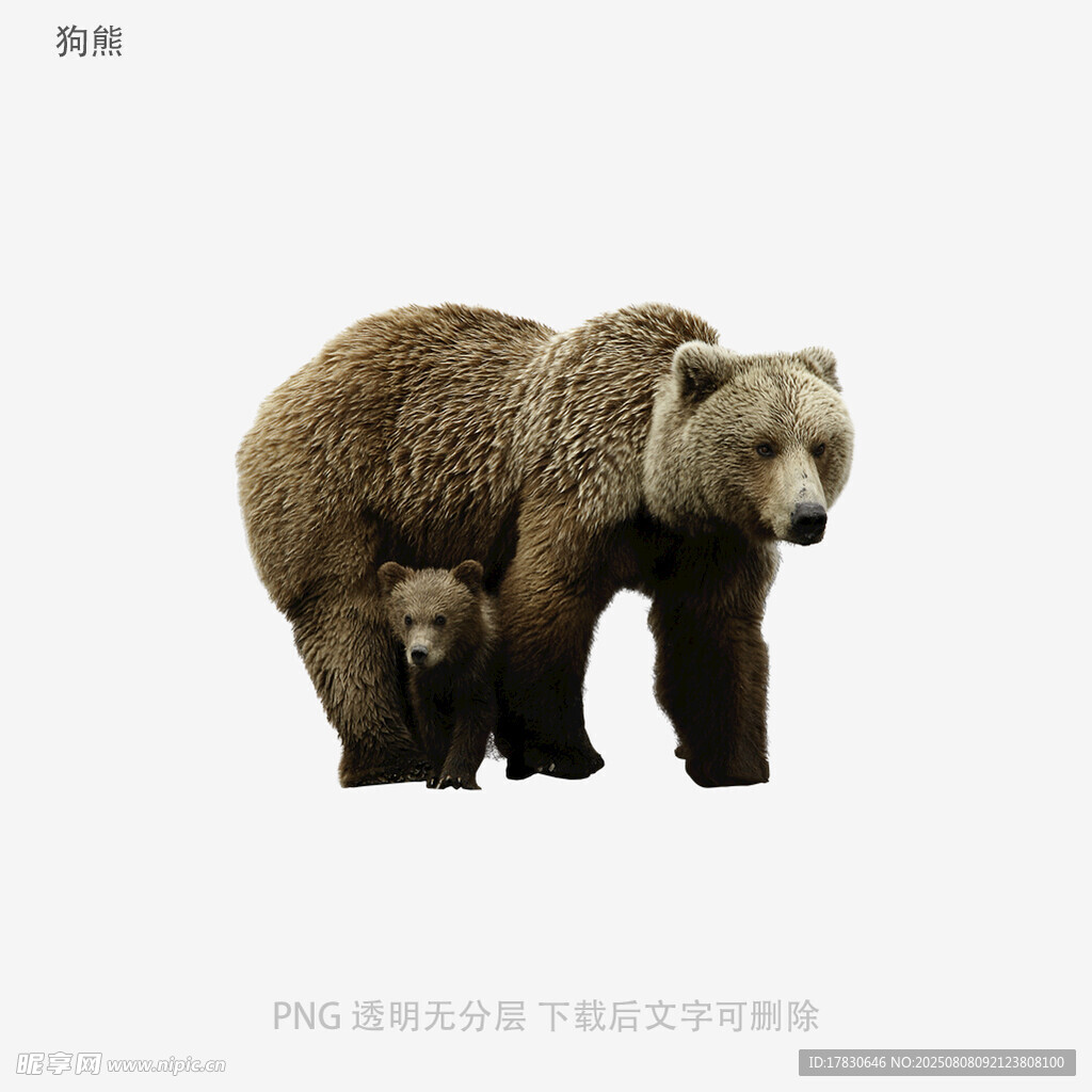 狗熊