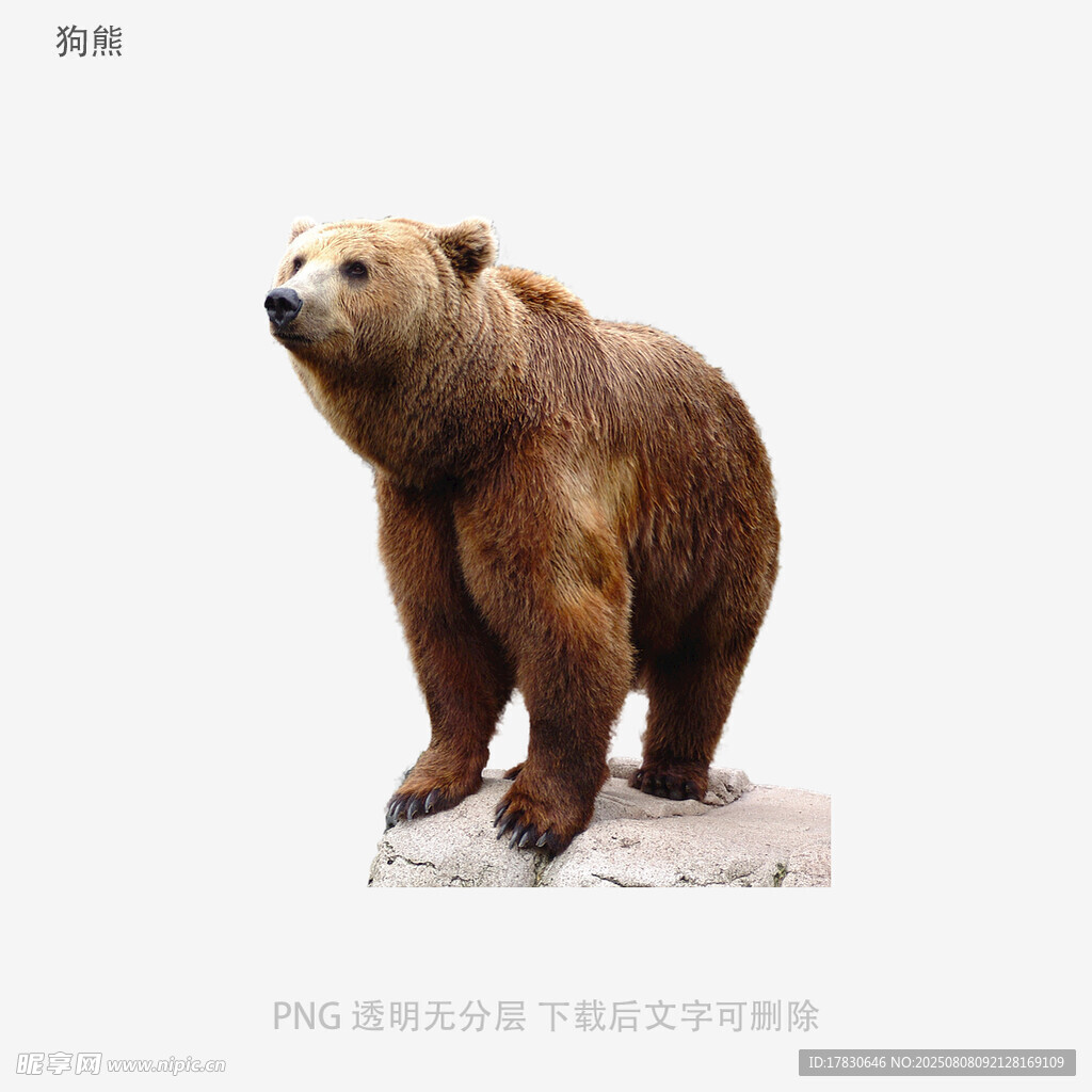 狗熊