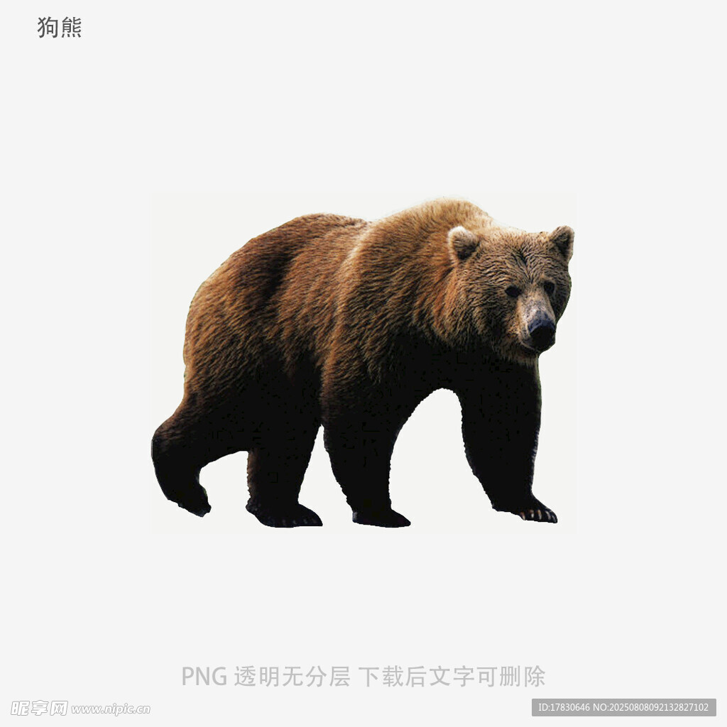 狗熊