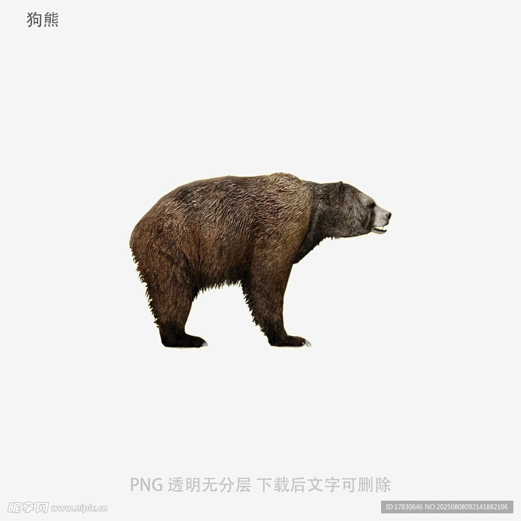 狗熊