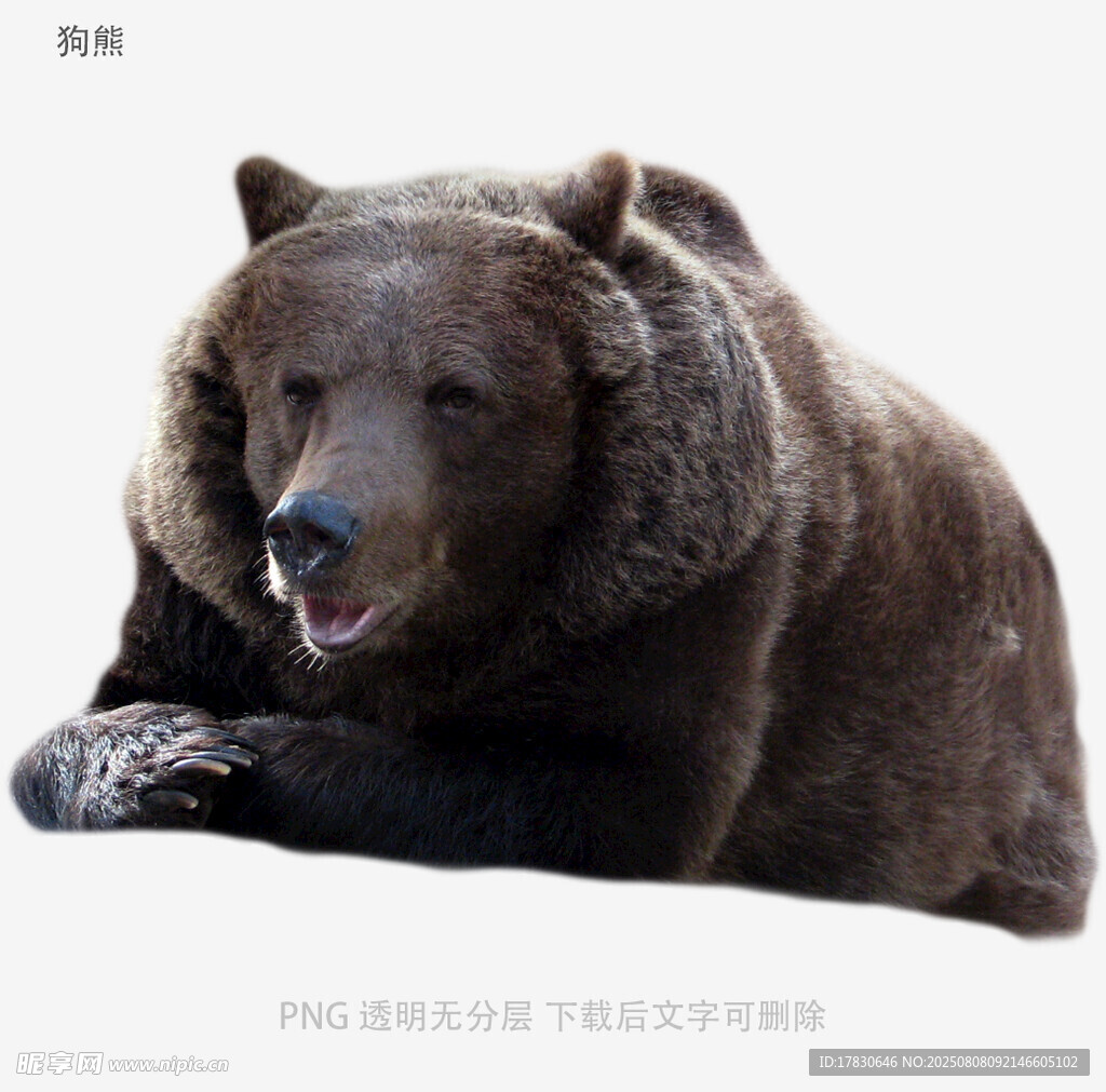狗熊