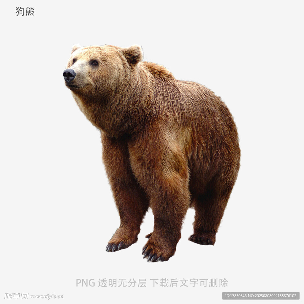 狗熊