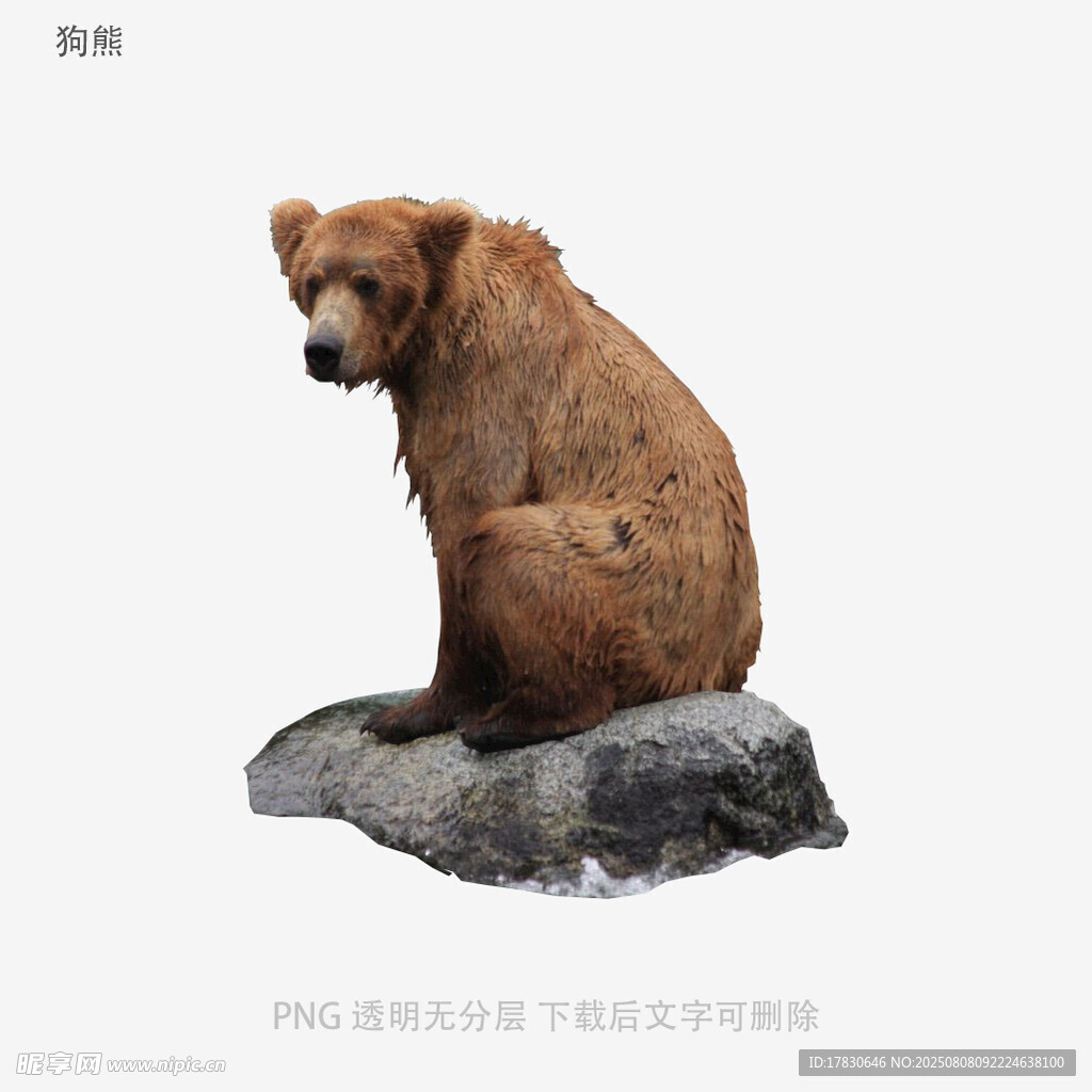 狗熊
