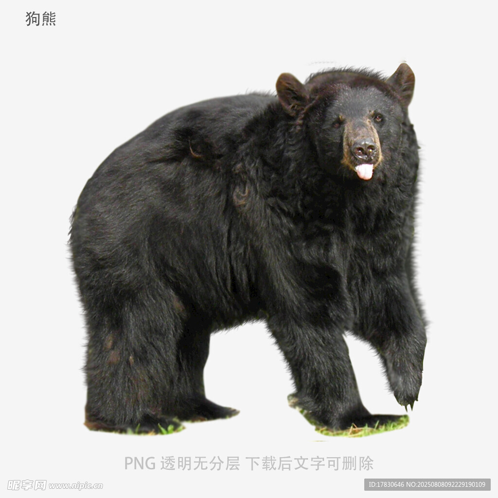 狗熊