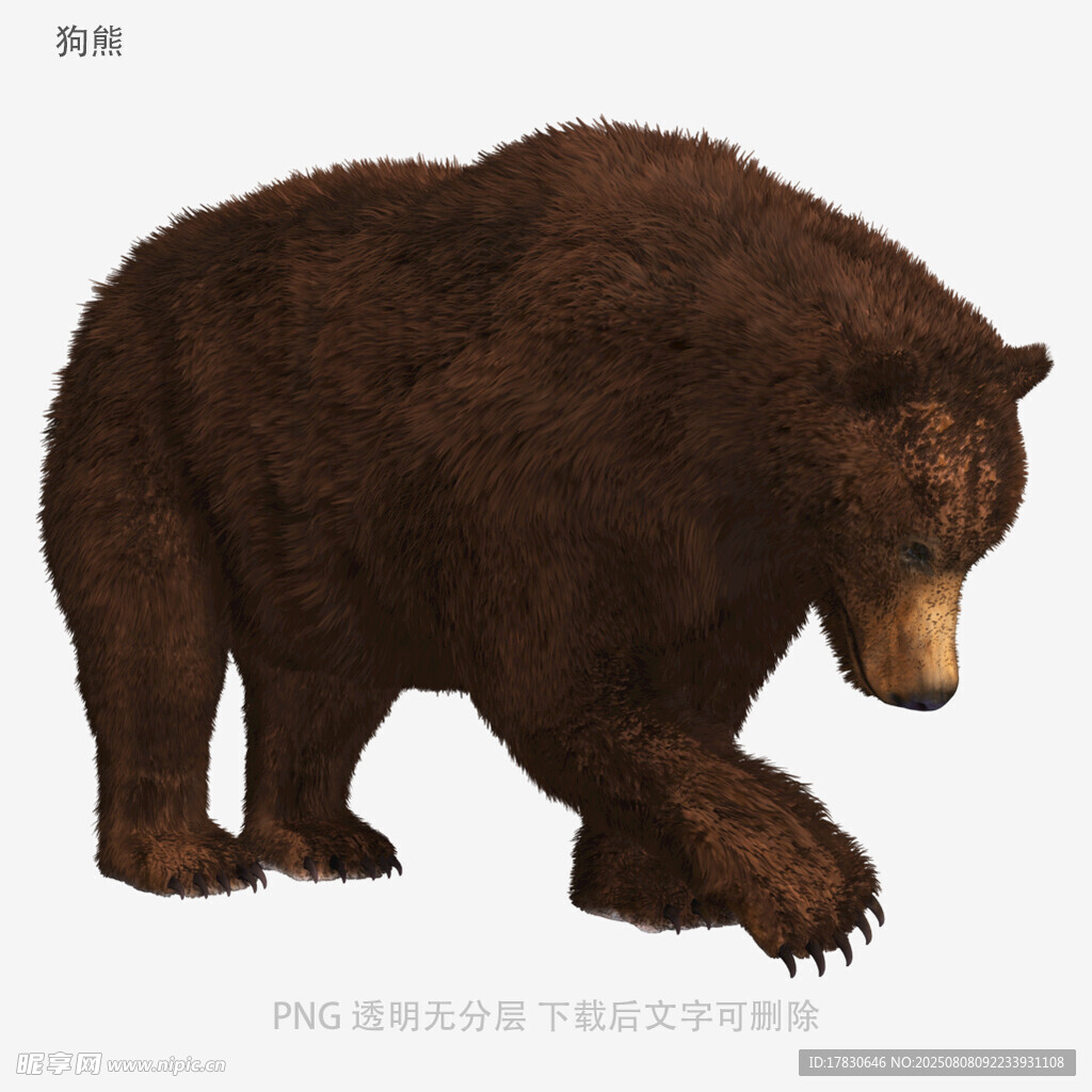 狗熊
