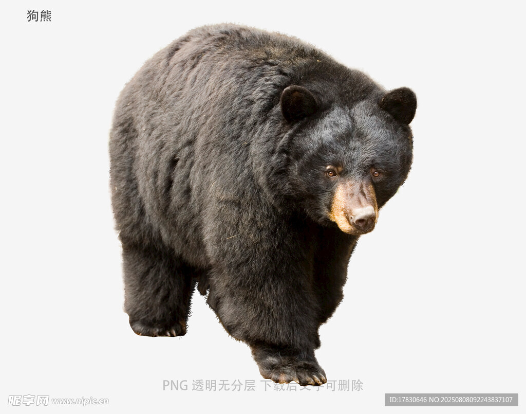 狗熊