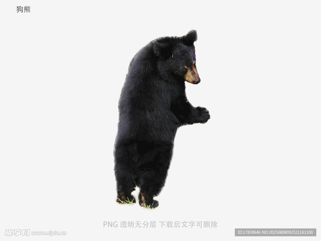 狗熊