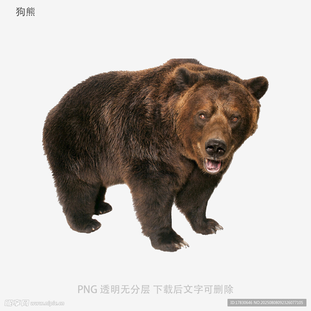 狗熊