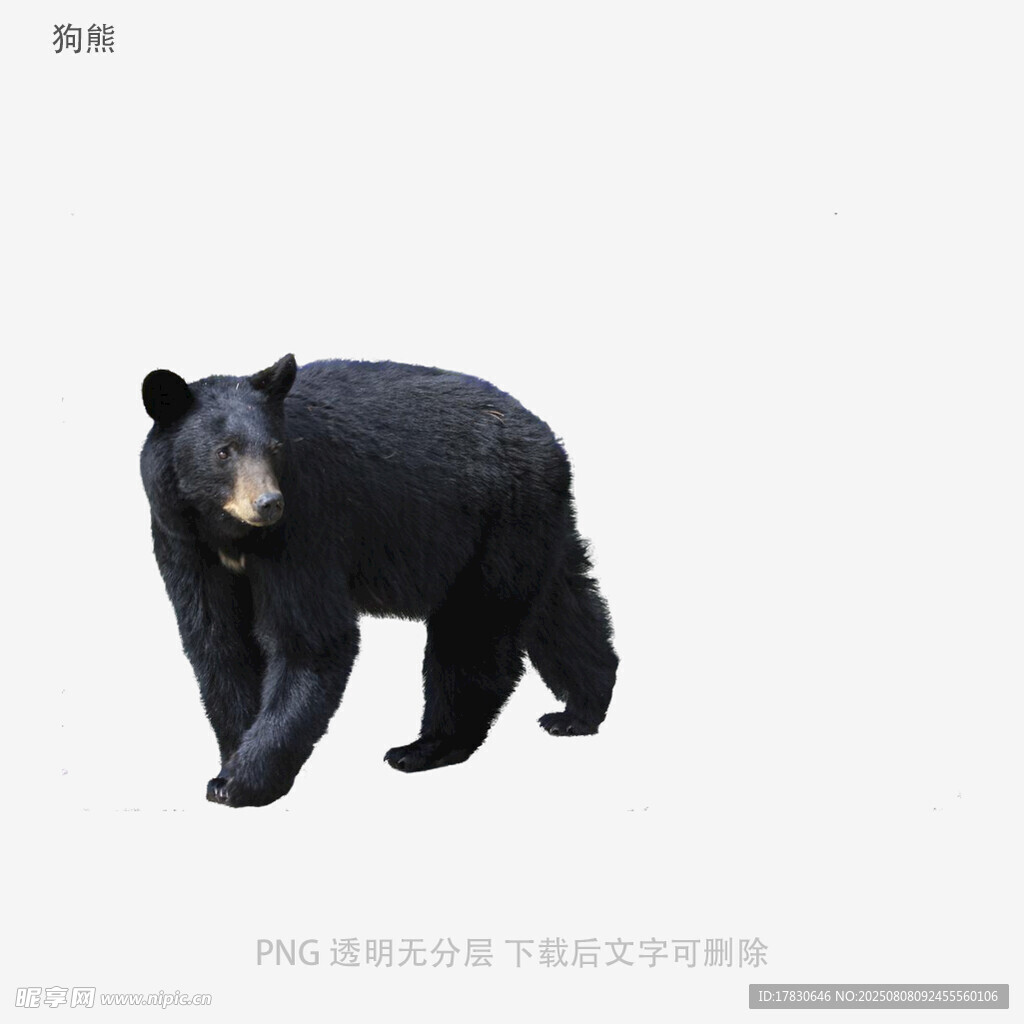 狗熊