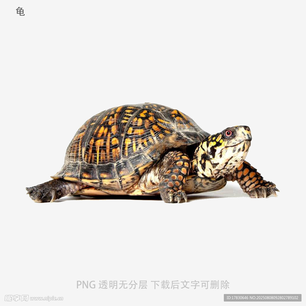 龟