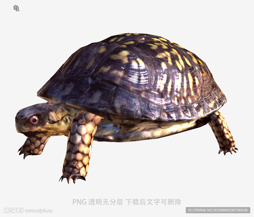 龟
