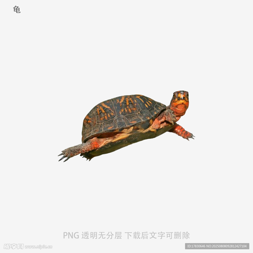 龟