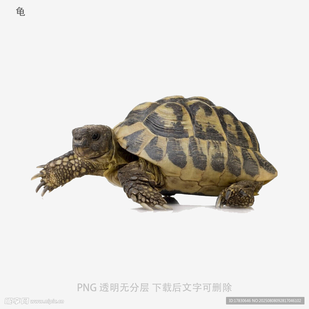 龟