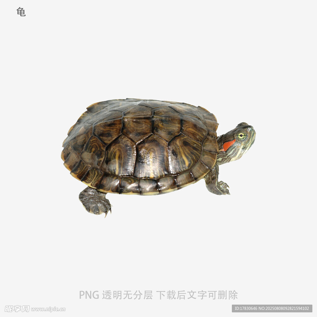 龟
