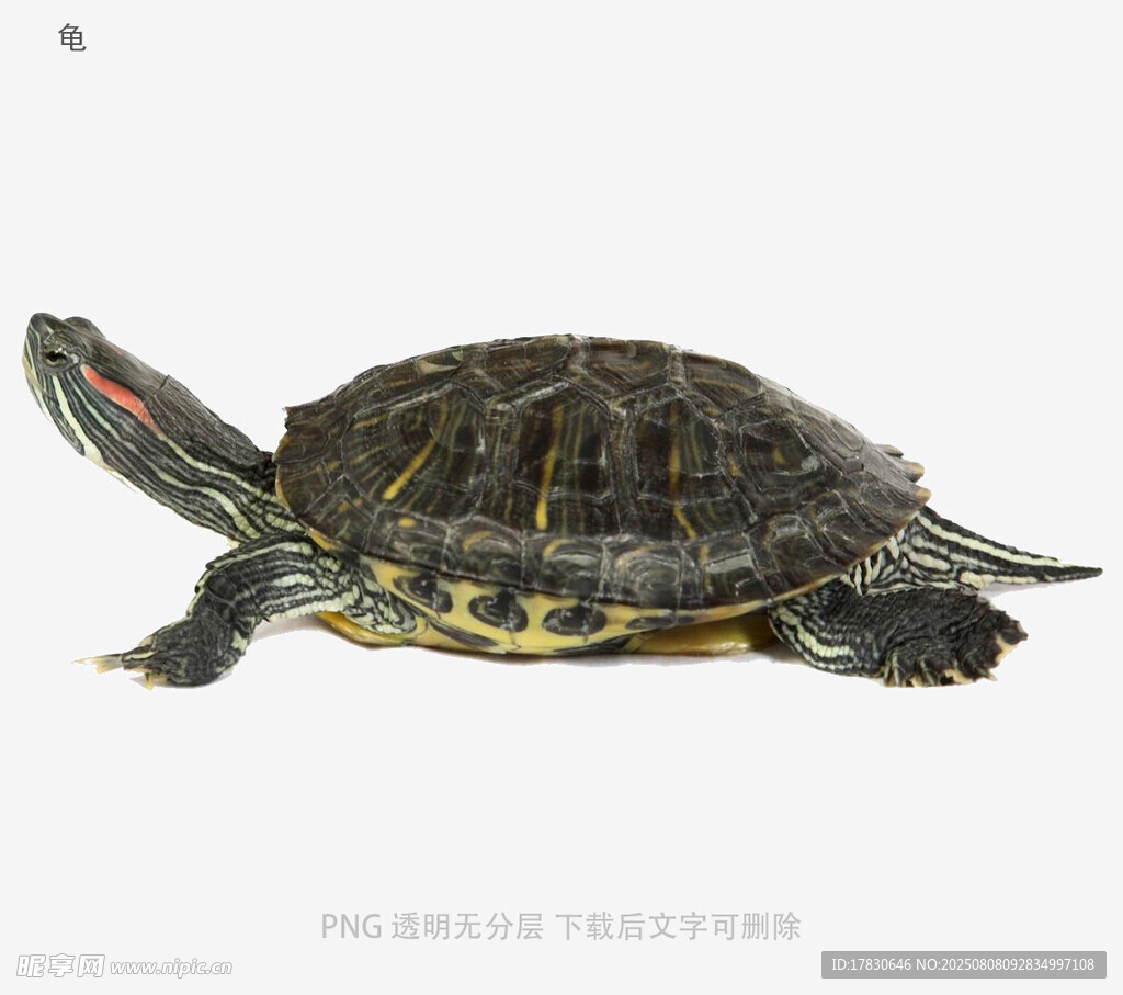 龟