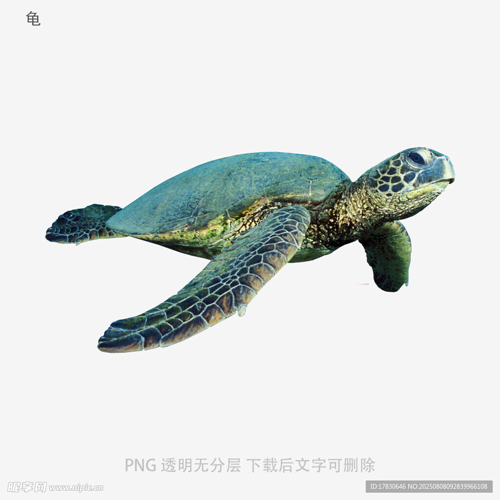 龟