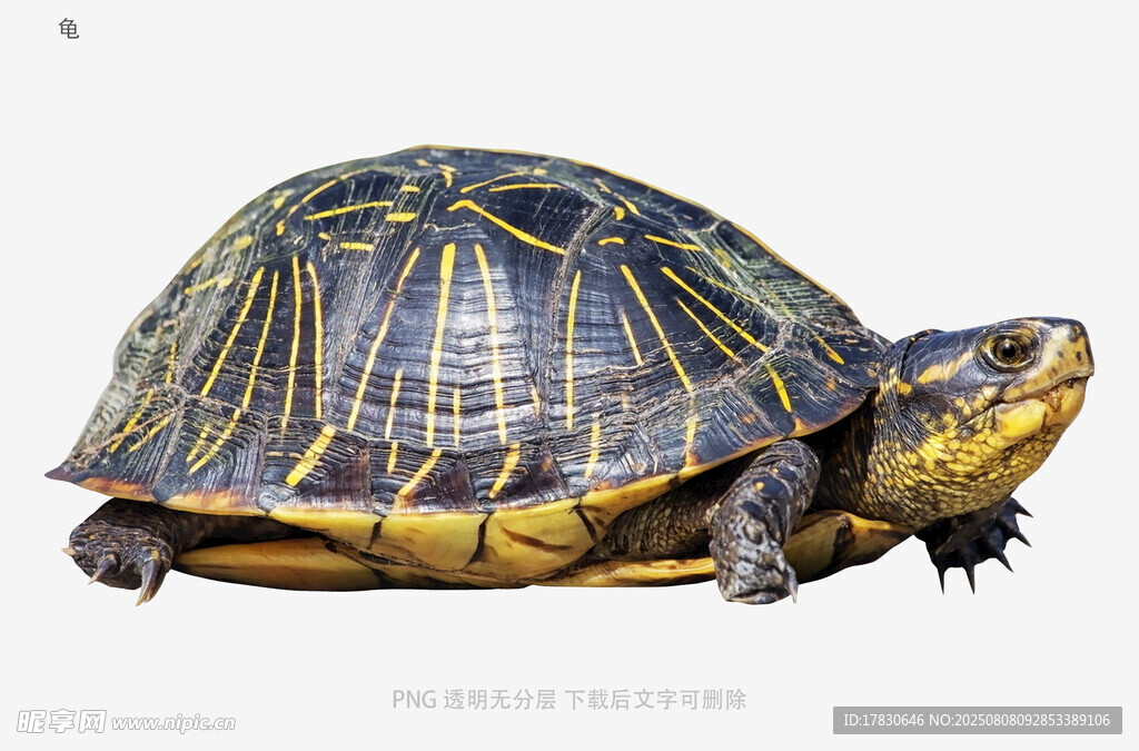 龟