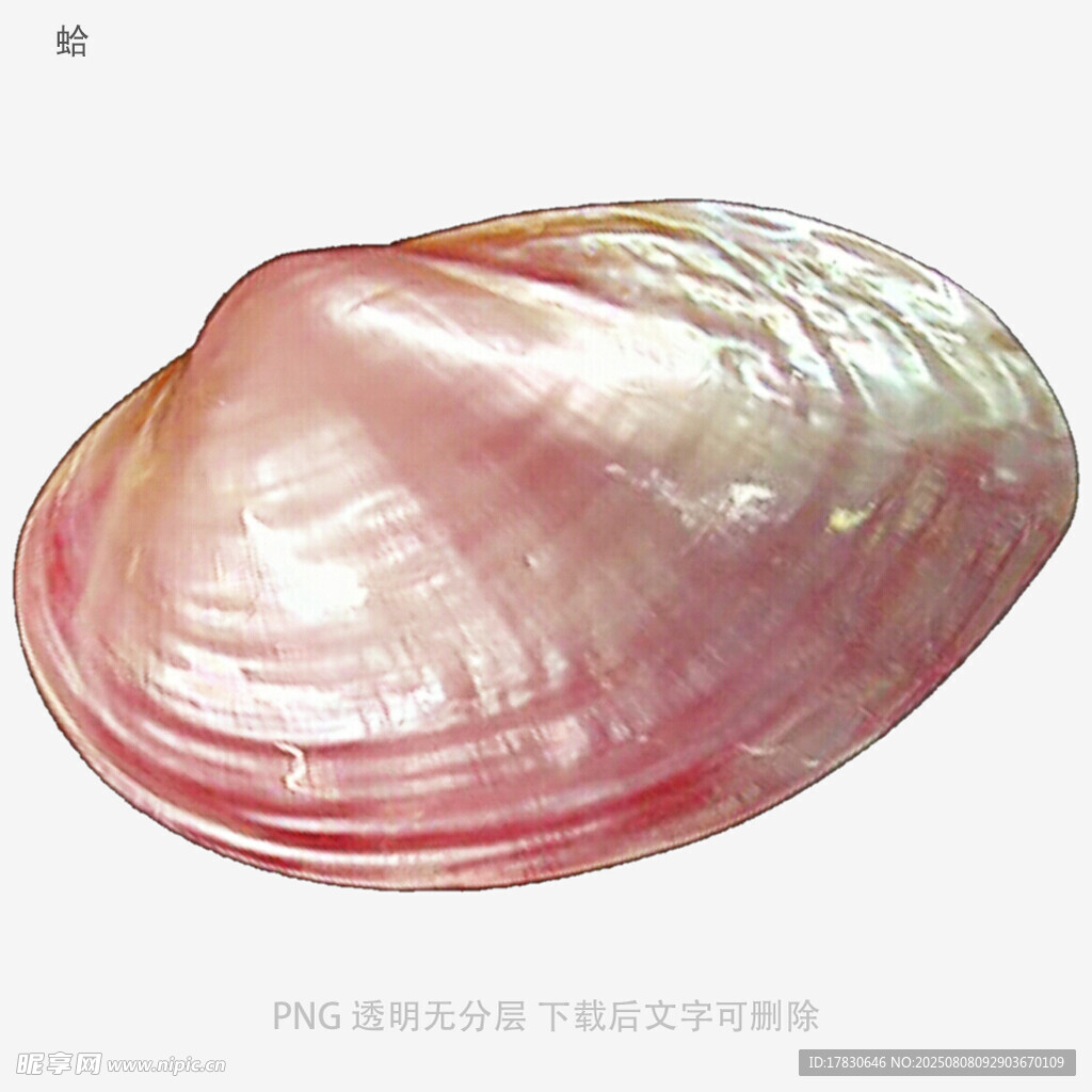 蛤