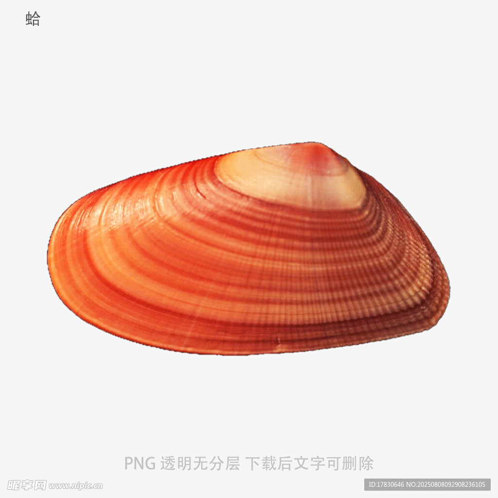 蛤