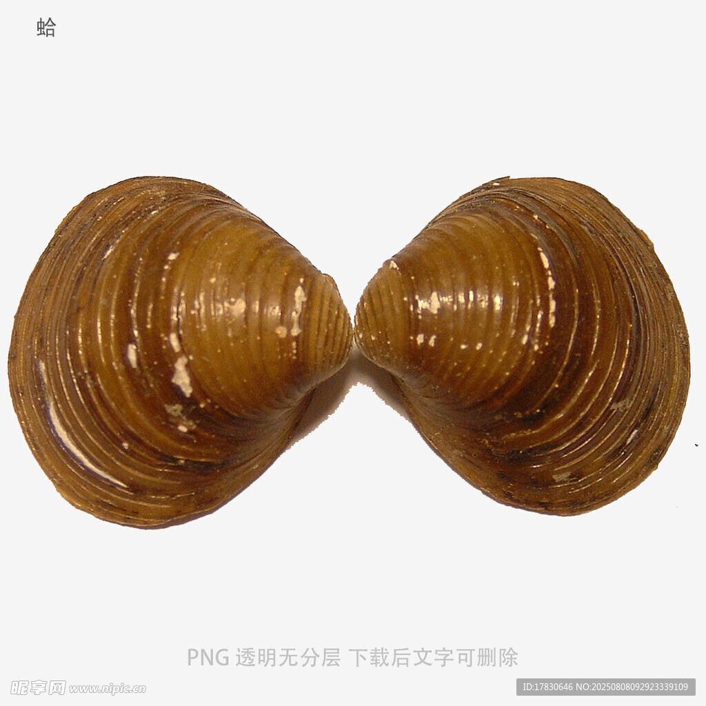 蛤