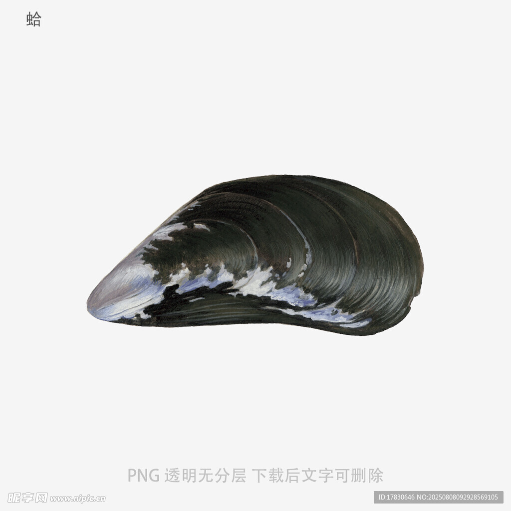 蛤