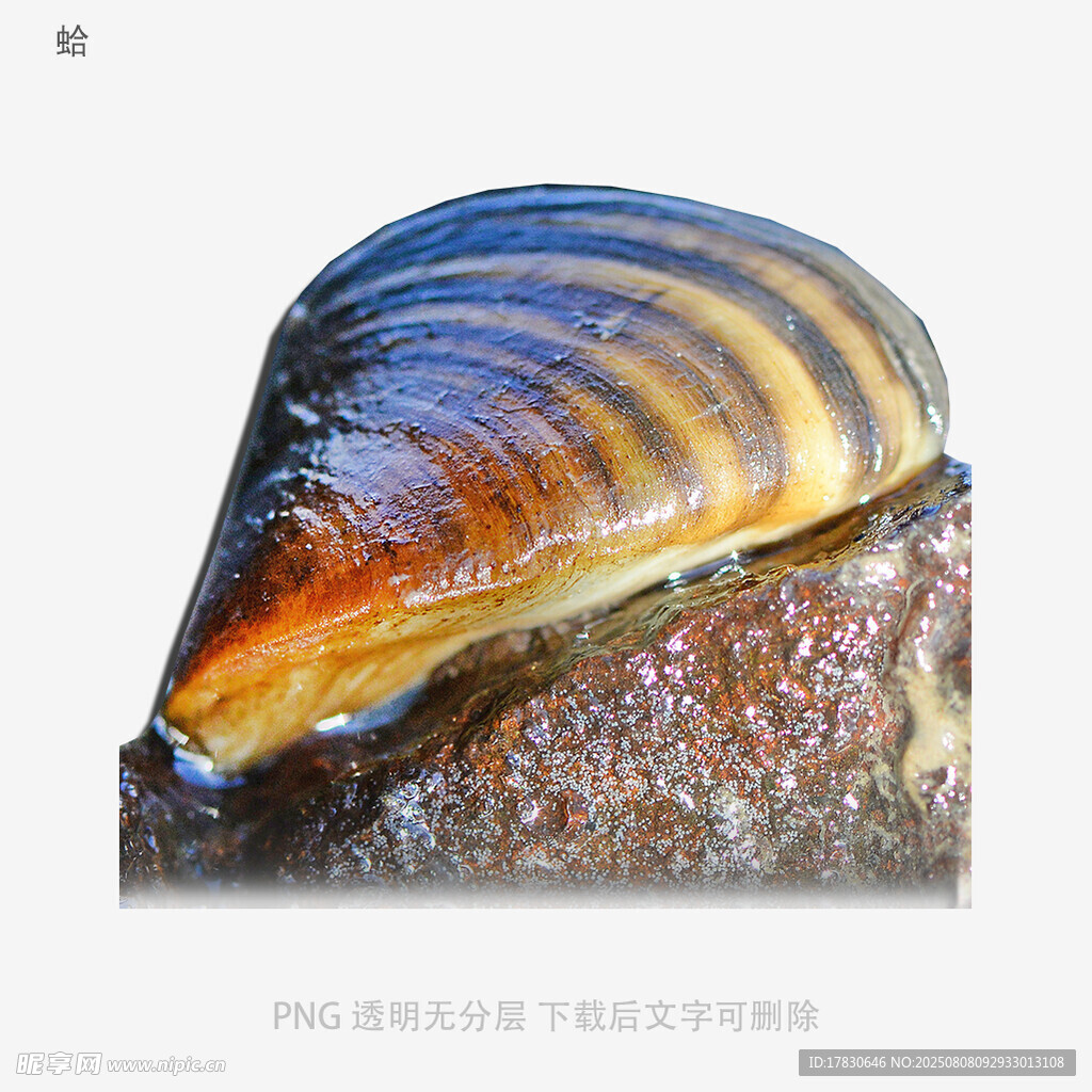蛤
