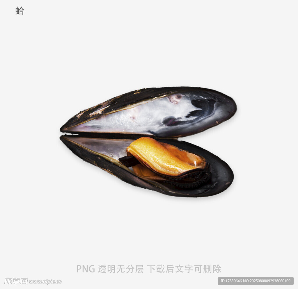 蛤